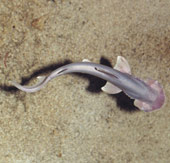 cucciolo squalo martello